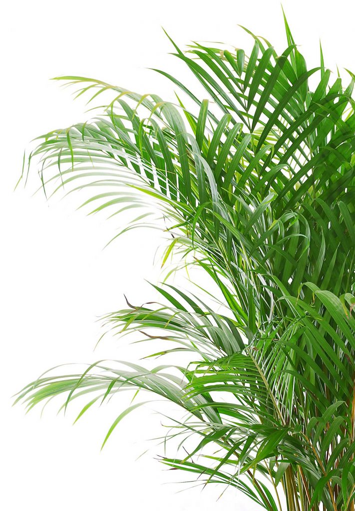 indoor-palm